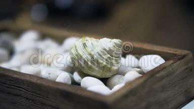 夏季元素的白色卵石背景视频贝壳